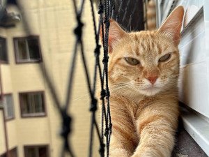 Redes para animais